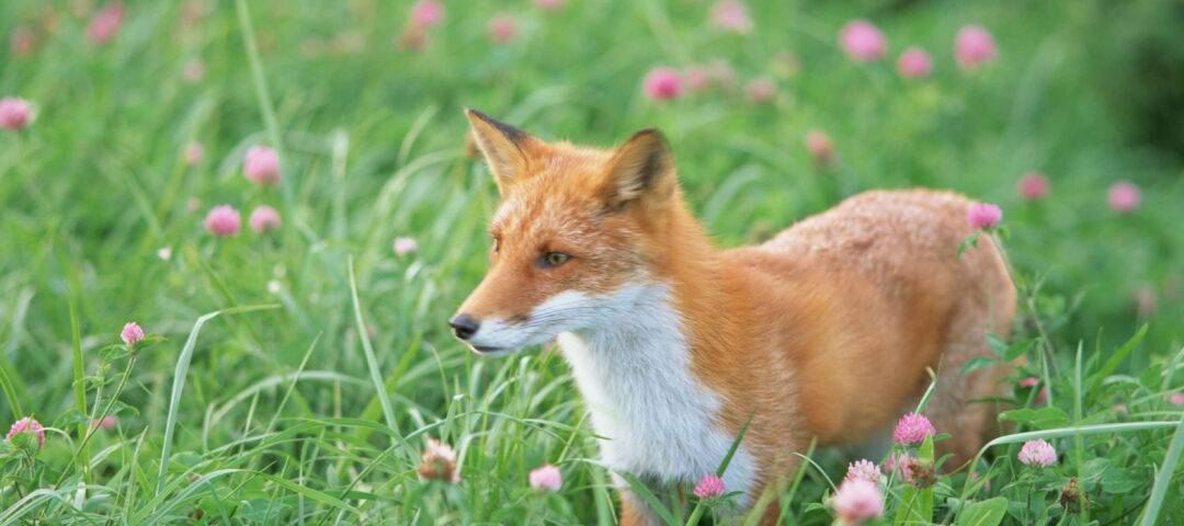 Hokkaido_Fox